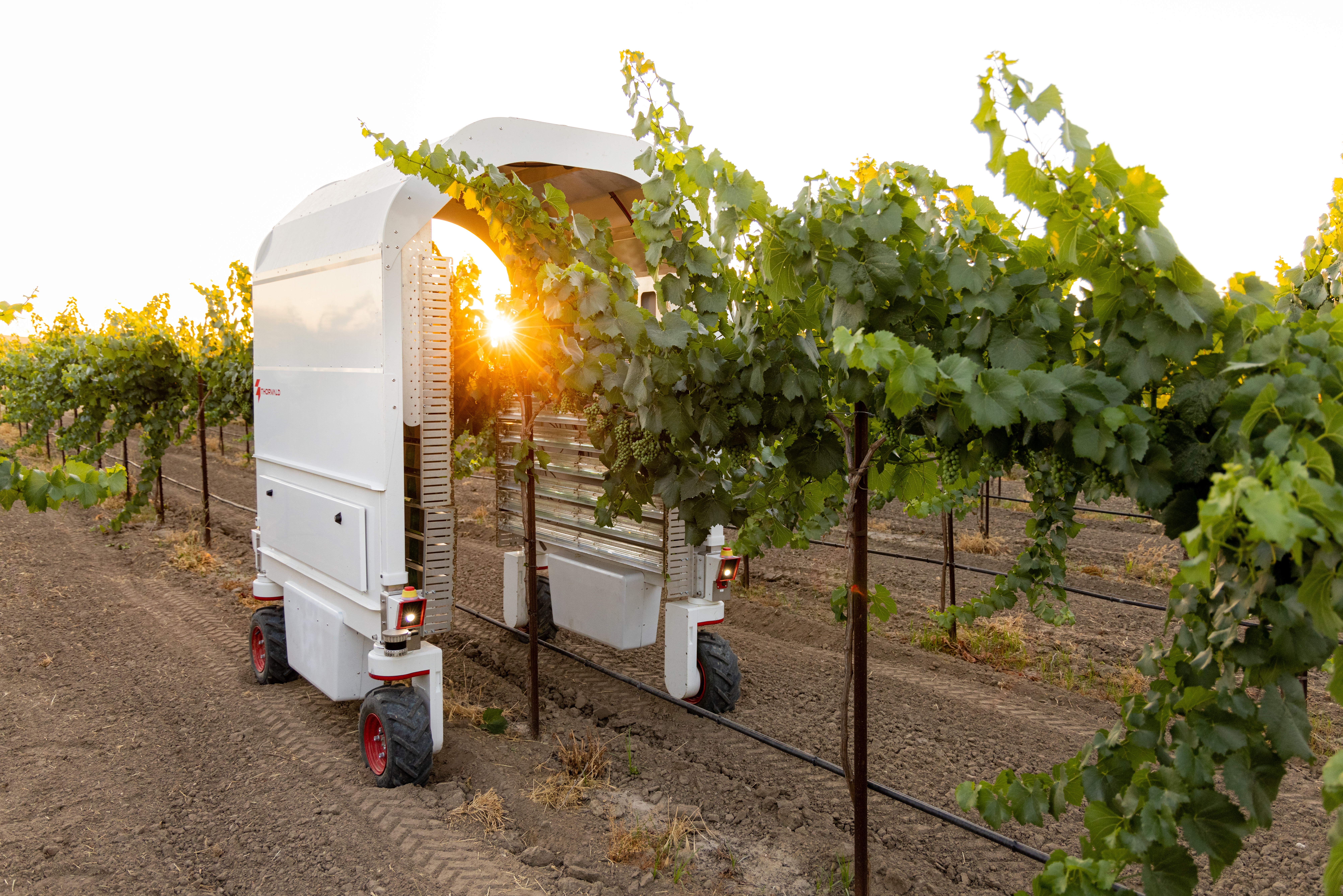 Saga Robotics Thorvald autonomous UV-C robot in vineyards