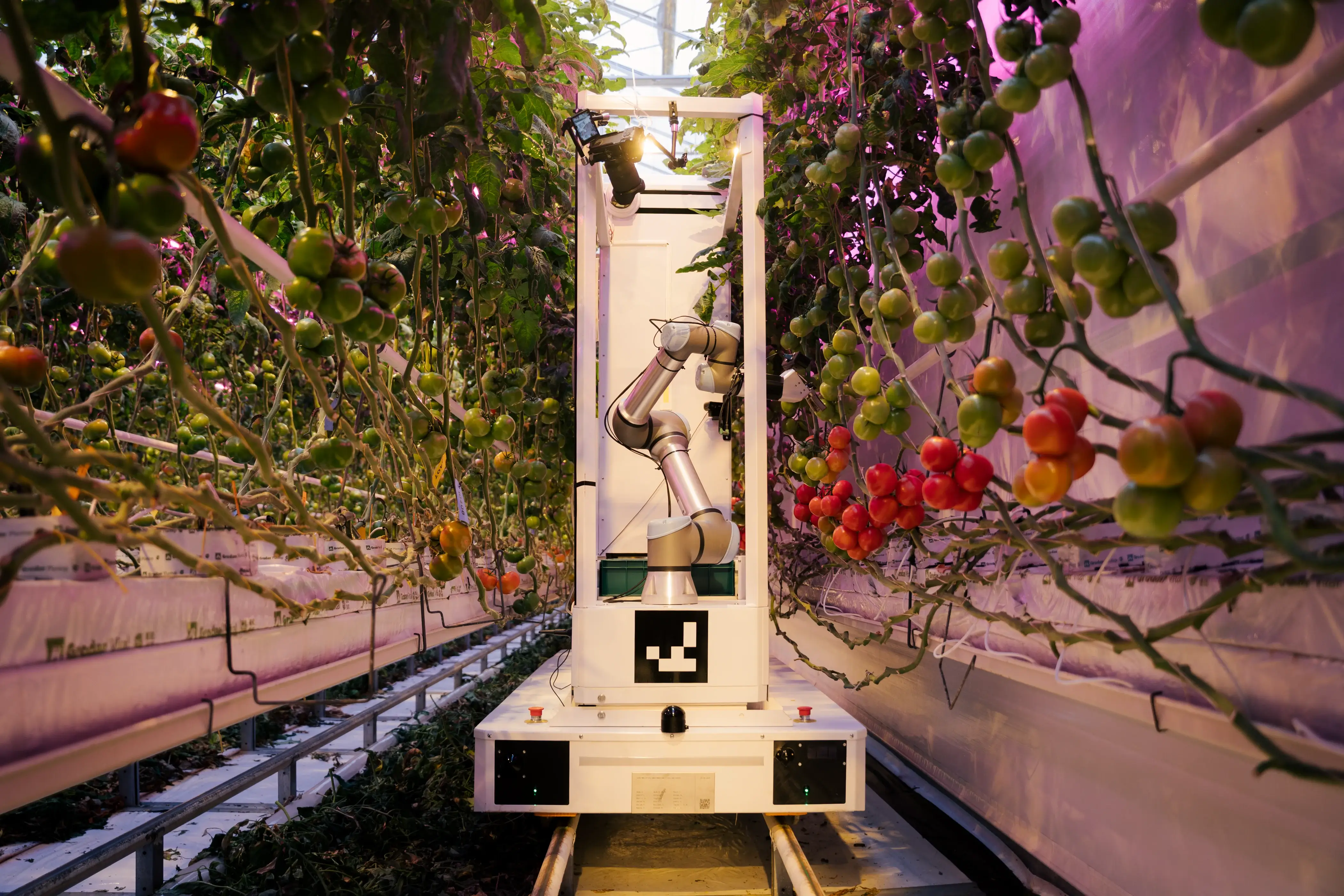 eternal.ag CEO Renji interview on autonomous tomato harvesting robots
